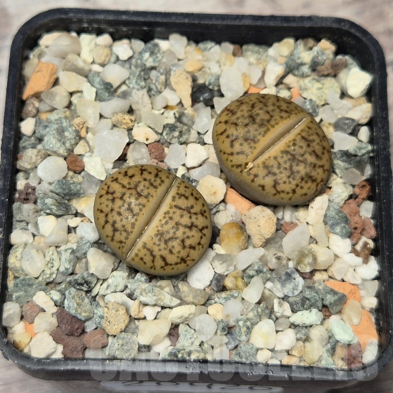 VVG20420 Lithops gracilidelineata v. brandbergensis C383