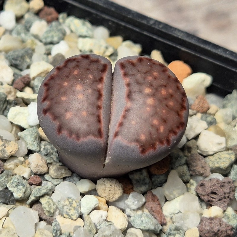 VVG20421 Lithops julii 'Pink Holland' x salicola 'Bachus'