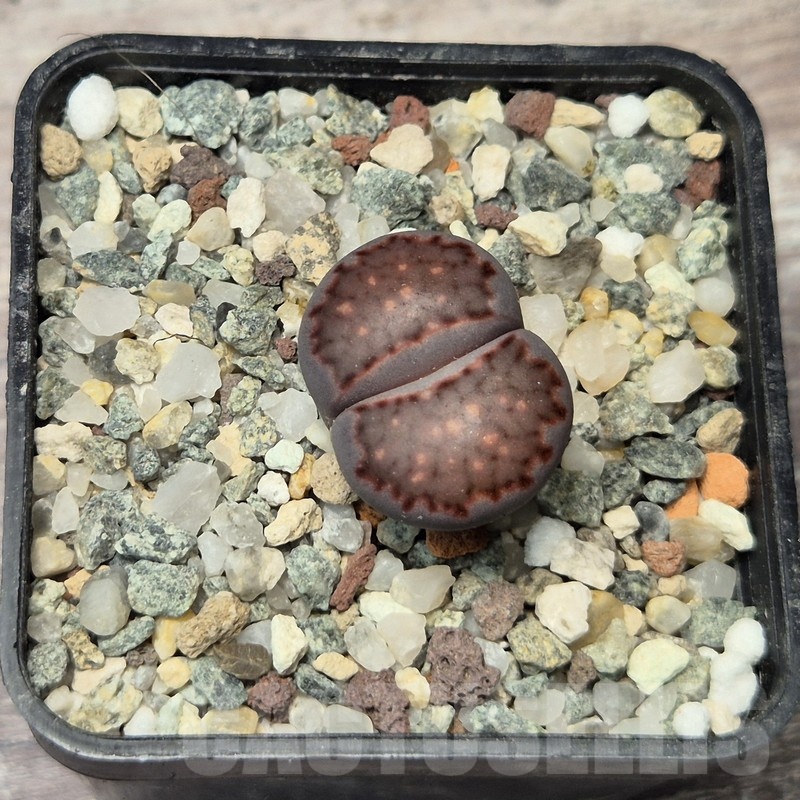 VVG20421 Lithops julii 'Pink Holland' x salicola 'Bachus' - Obrázek 2