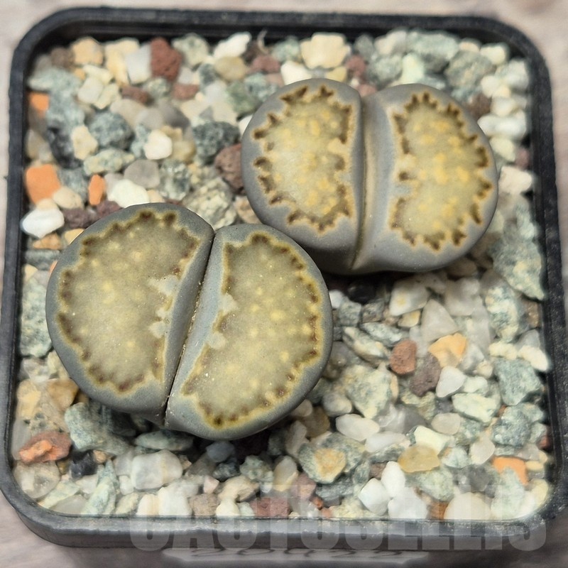VVG20422 Lithops julii v.rouxii