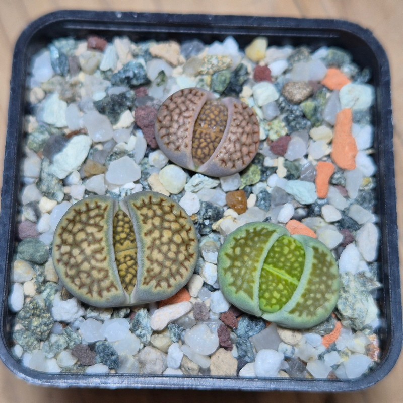 VVG20424 Lithops hallii mix seedling 3 plants
