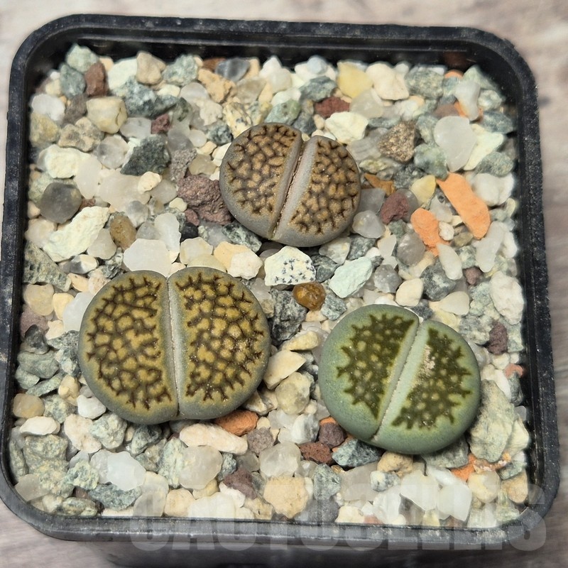 VVG20424 Lithops hallii mix seedling