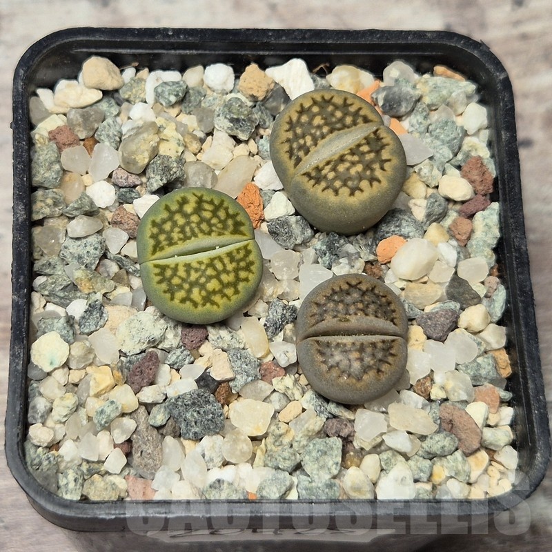 VVG20425 Lithops hallii mix seedling