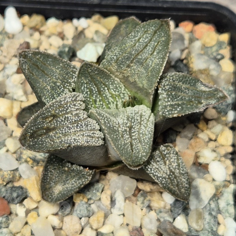 VVG20426 Haworthia pygmaea f.crystallina -Japan- seedling