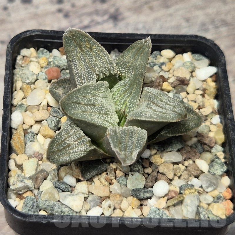VVG20426 Haworthia pygmaea f.crystallina -Japan- seedling - Image 2