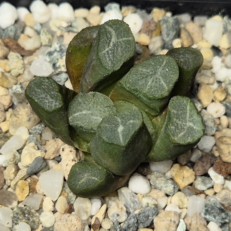 VVG20427 Haworthia maughanii -Japan-