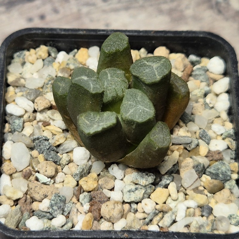 VVG20427 Haworthia maughanii -Japan- - 画像 (2)