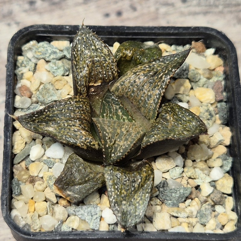 VVG20428 Haworthia magnifica v.splendens -Dekriet Road- seedling