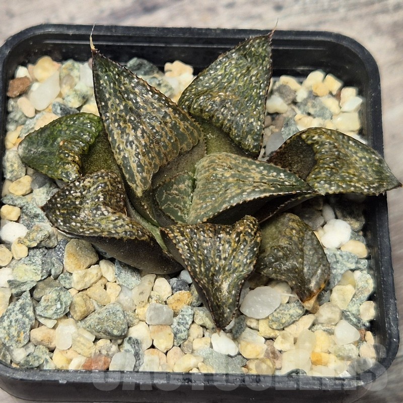 VVG20428 Haworthia magnifica v.splendens -Dekriet Road- seedling - immagine 2