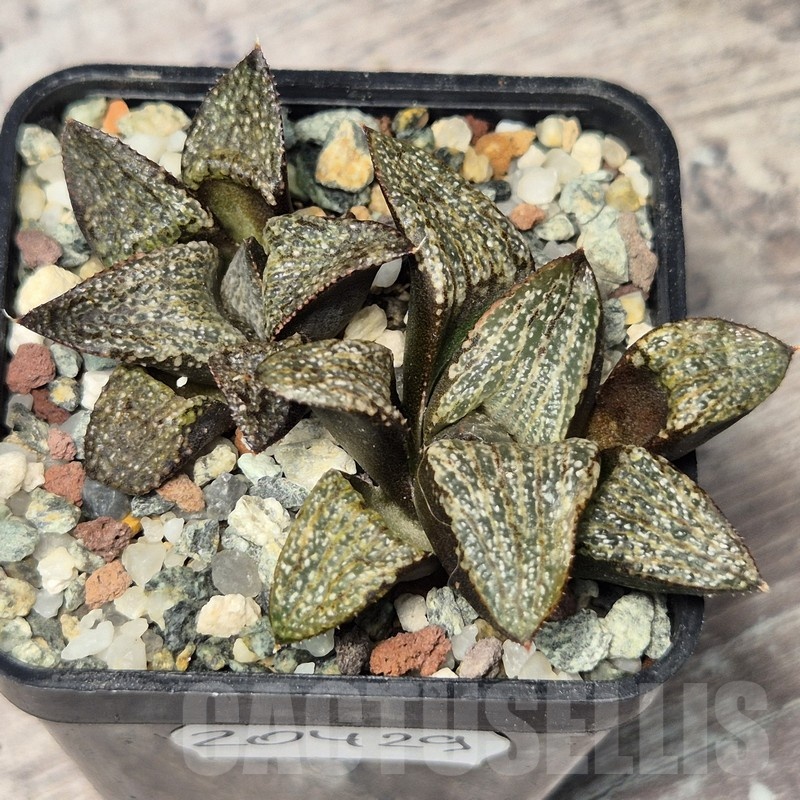 VVG20429 Haworthia magnifica v.splendens -Dekriet Road- seedling