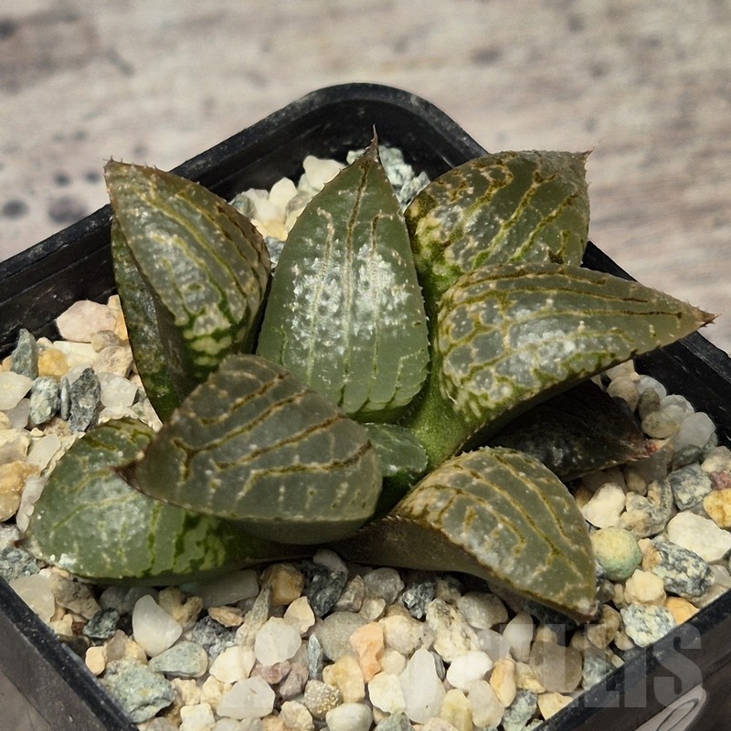 VVG20430 Haworthia comptoniana ‘Crystal’ seedling
