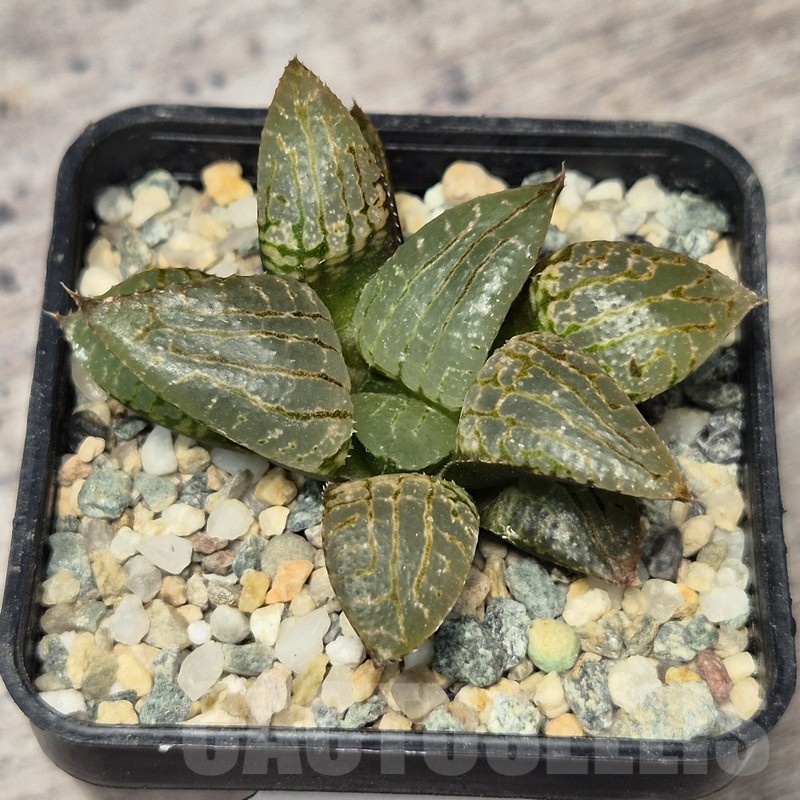VVG20430 Haworthia comptoniana ‘Crystal’ seedling - immagine 2