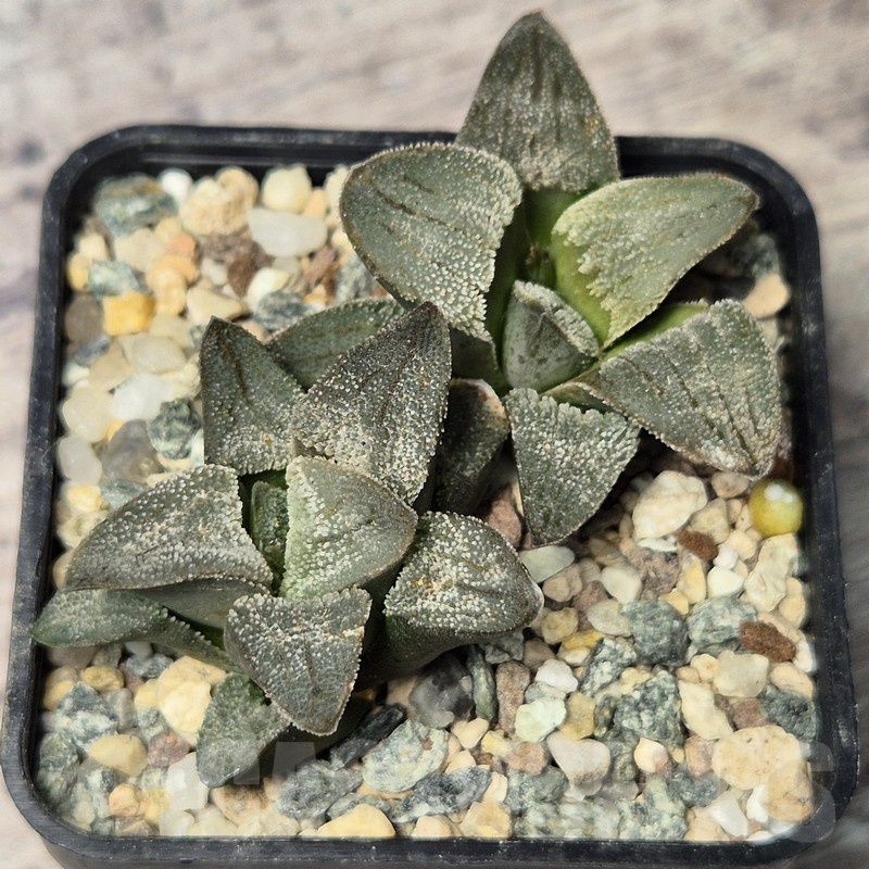 VVG20432 Haworthia pygmaea f.crystallina -Japan- seedling - 画像 (2)
