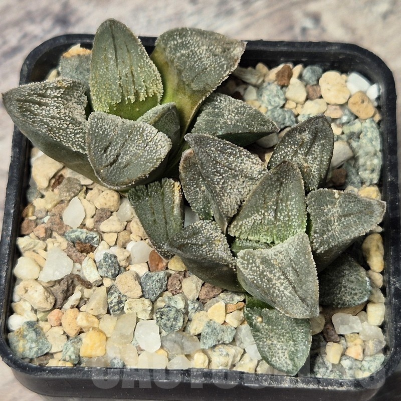 VVG20432 Haworthia pygmaea f.crystallina -Japan- seedling
