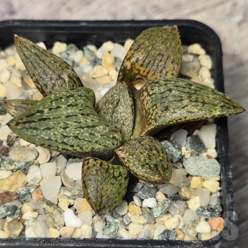 VVG20433 Haworthia picta v janvlokii seedling