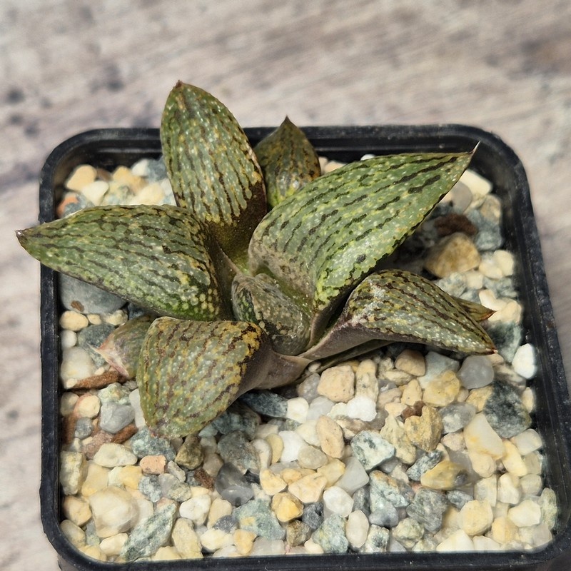 VVG20433 Haworthia picta v janvlokii seedling - Image 2