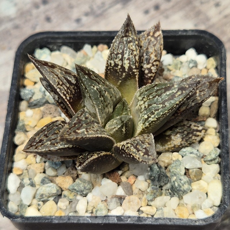 VVG20434 Haworthia ‘Kegazato’ x picta -Japan- x 'Yulia' F2 seedling