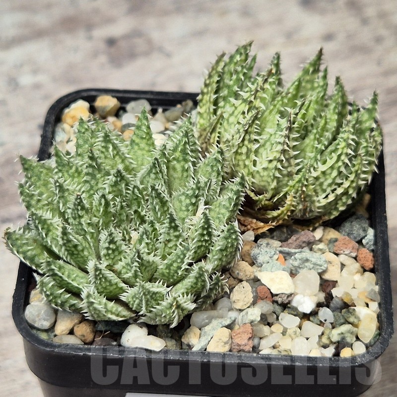 VVG20436 Haworthia herbacea seedling