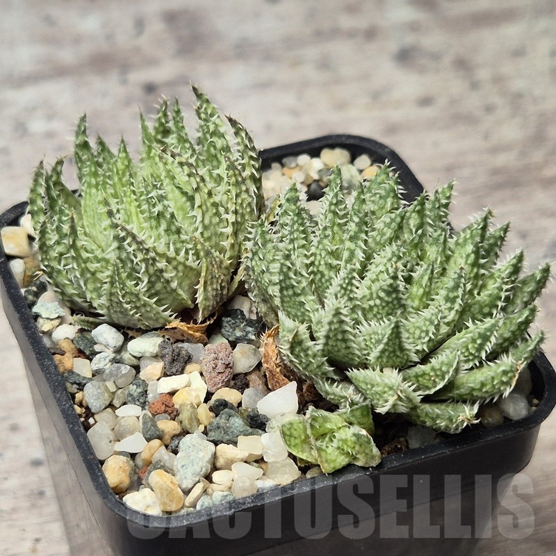 VVG20436 Haworthia herbacea seedling - Image 2