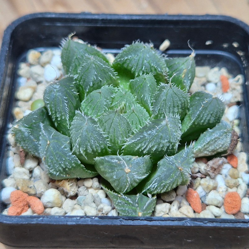 VVG20437 Haworthia cooperi v.venusta hybrid