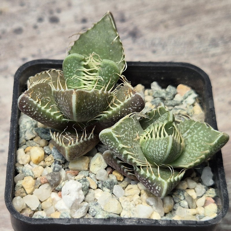 VVG20439 Faucaria tigrina -Grahamston- seedling