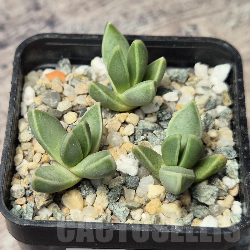 VVG20440 Faucaria bosscheana seedling