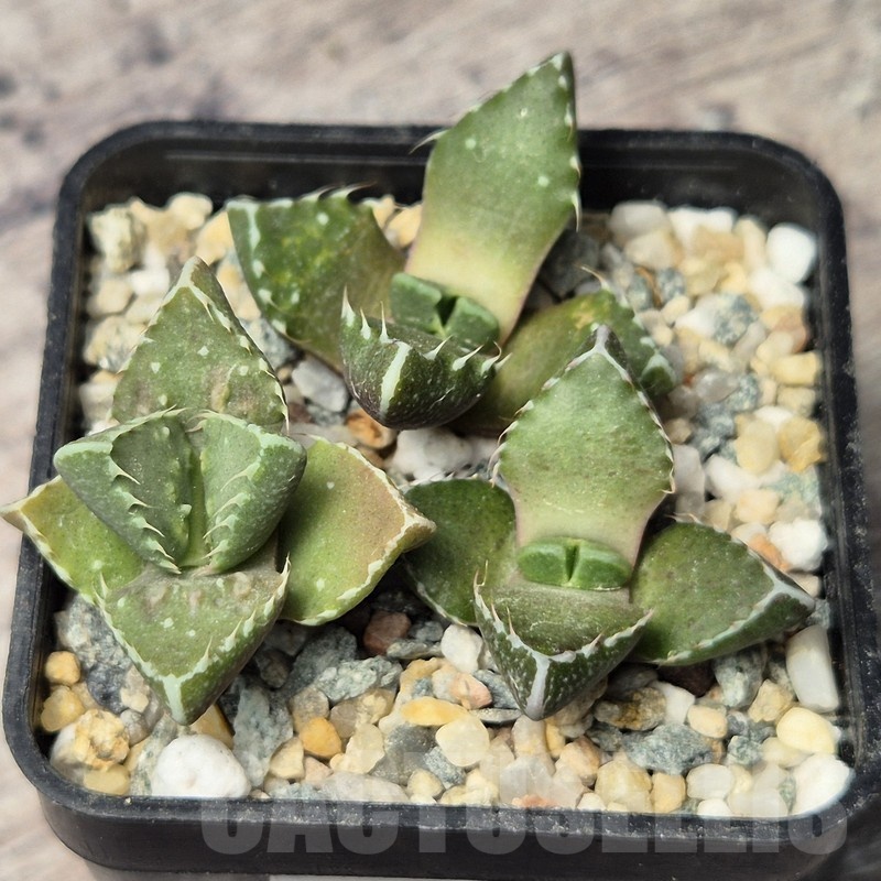 VVG20441 Faucaria tuberculosa seedling