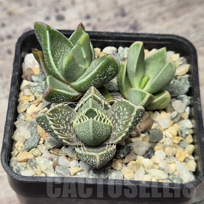 VVG20442 Faucaria mix seedling