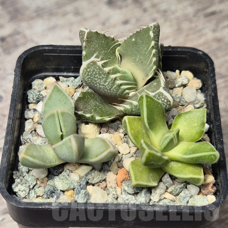 VVG20444 Faucaria mix seedling