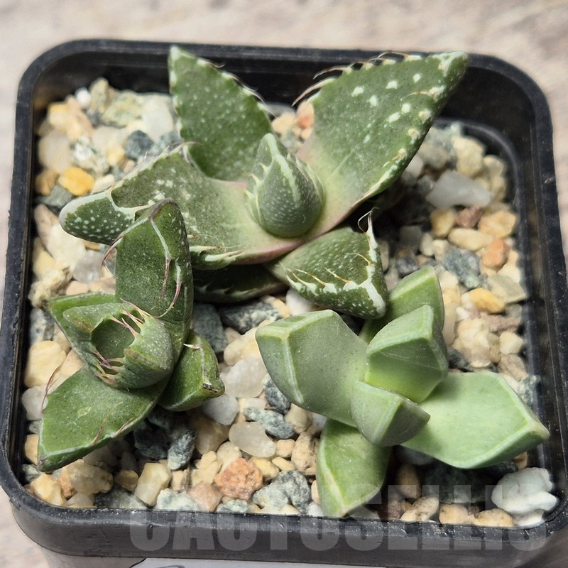 VVG20445 Faucaria mix seedling