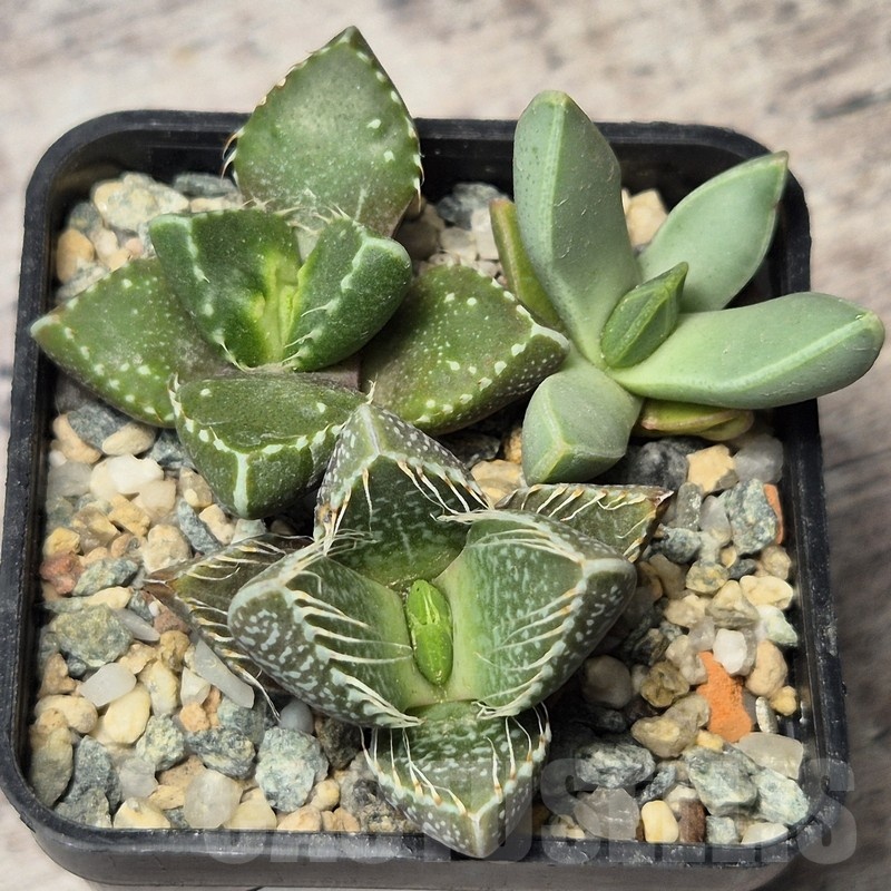 VVG20446 Faucaria mix seedling