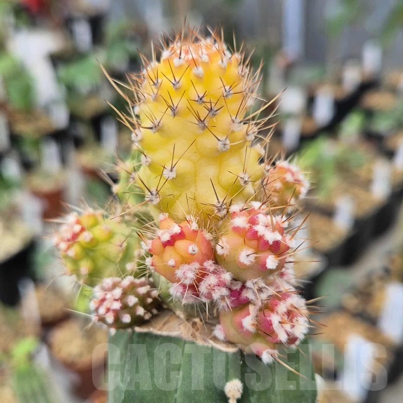 SH18555 Lobivia aurea 'Flo' f. variegata, grafted