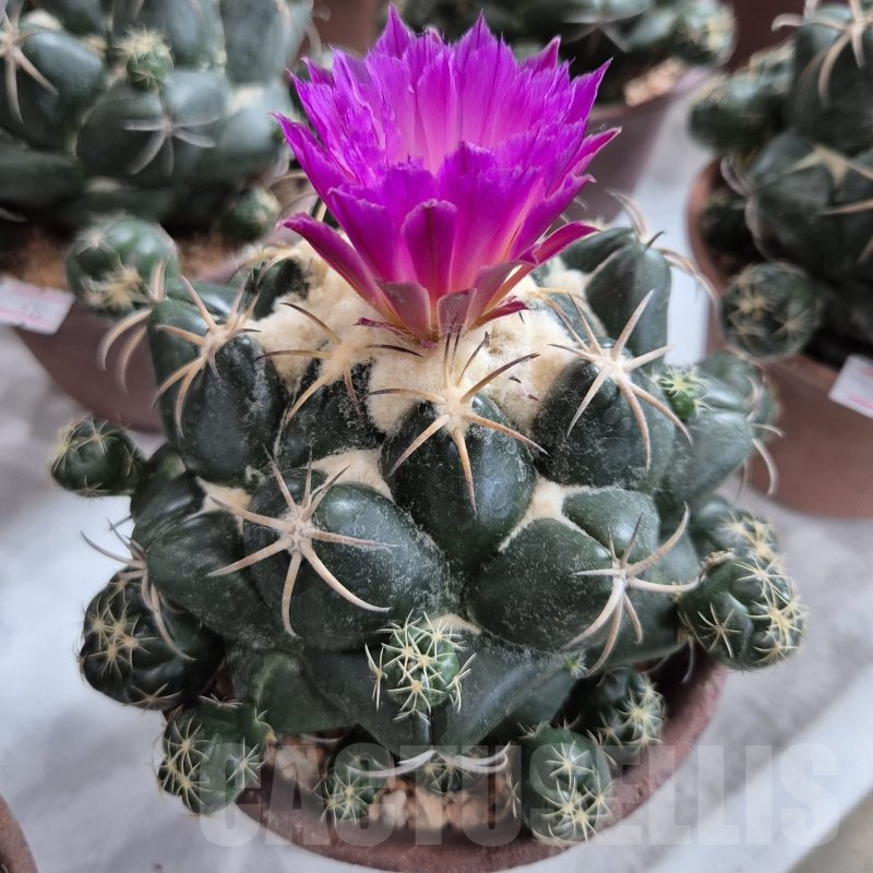 SH24228 Coryphantha elephantidens 'Purple Flower'