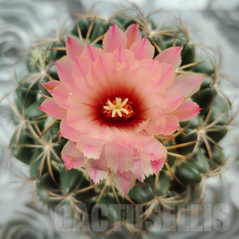 SH19461 Coryphantha bumamma 'Peach Flower'