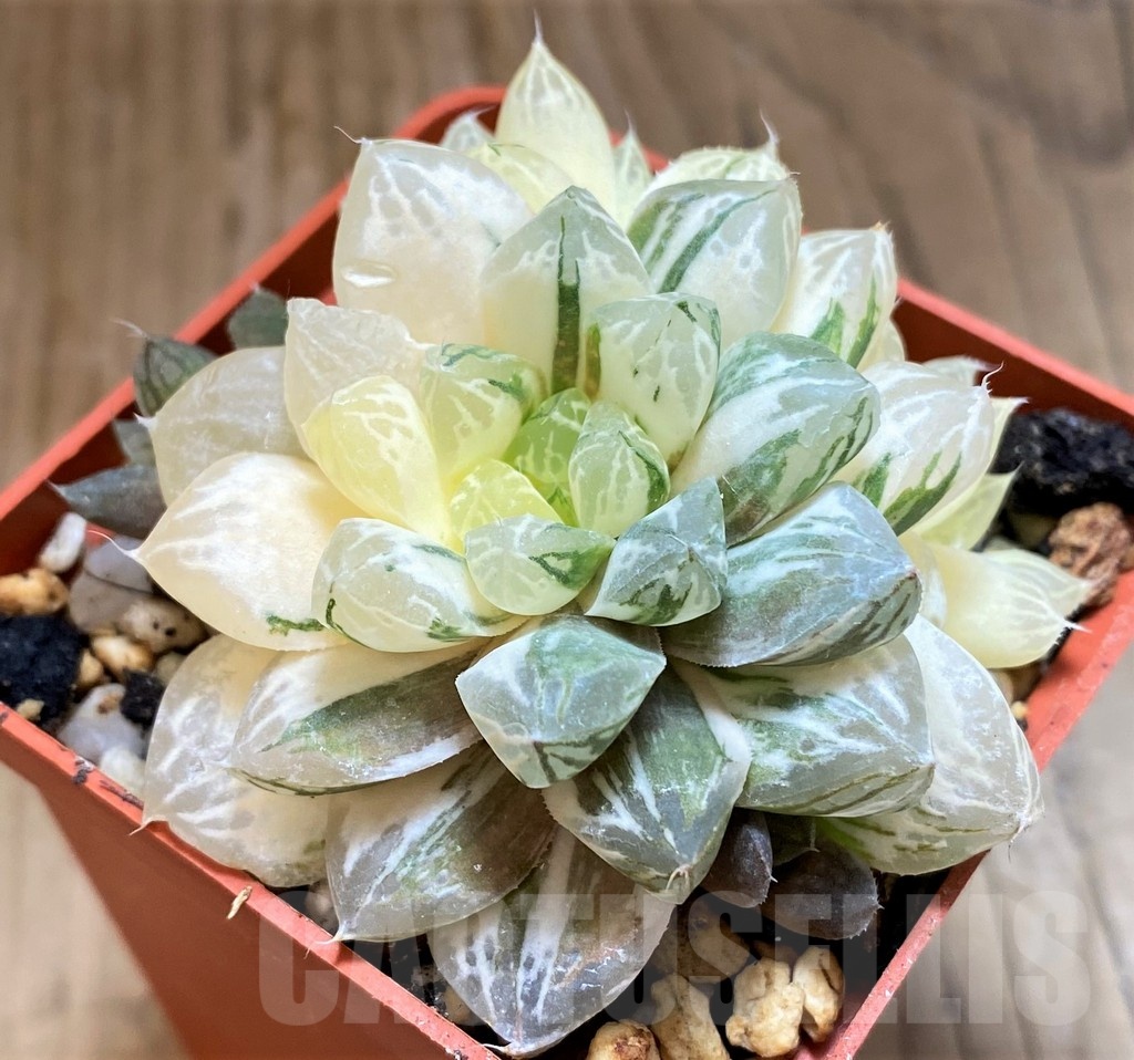 SH21233 Haworthia cooperi f. variegata