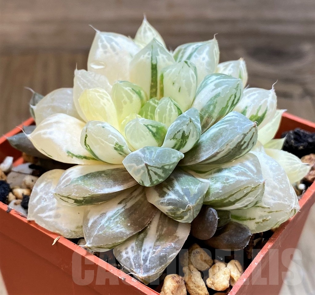 SH21233 Haworthia cooperi f. variegata - Imagen 2