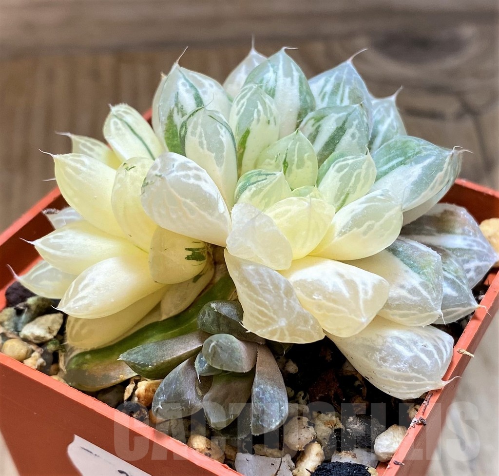 SH21233 Haworthia cooperi f. variegata - Imagen 3