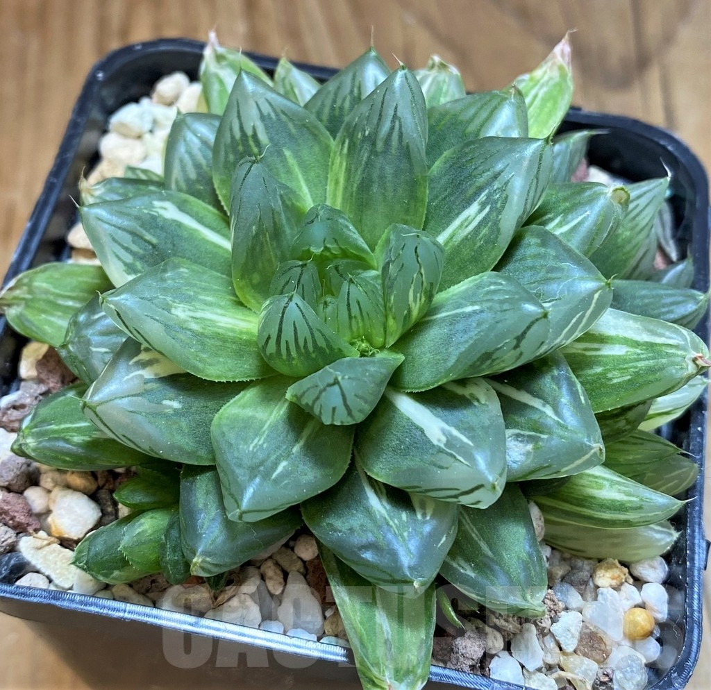 SH21234 Haworthia obtusa 'Hanabi' f. variegata - immagine 3