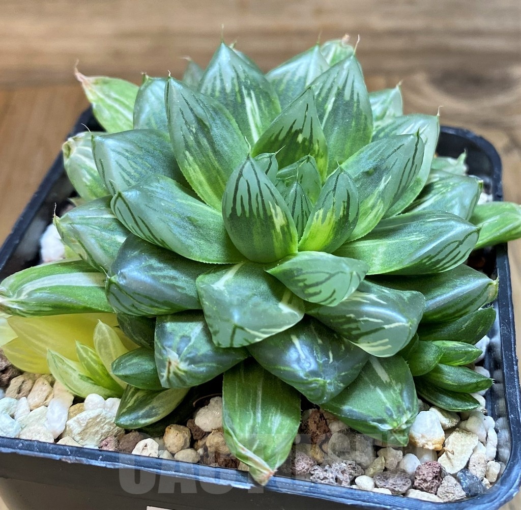SH21234 Haworthia obtusa 'Hanabi' f. variegata