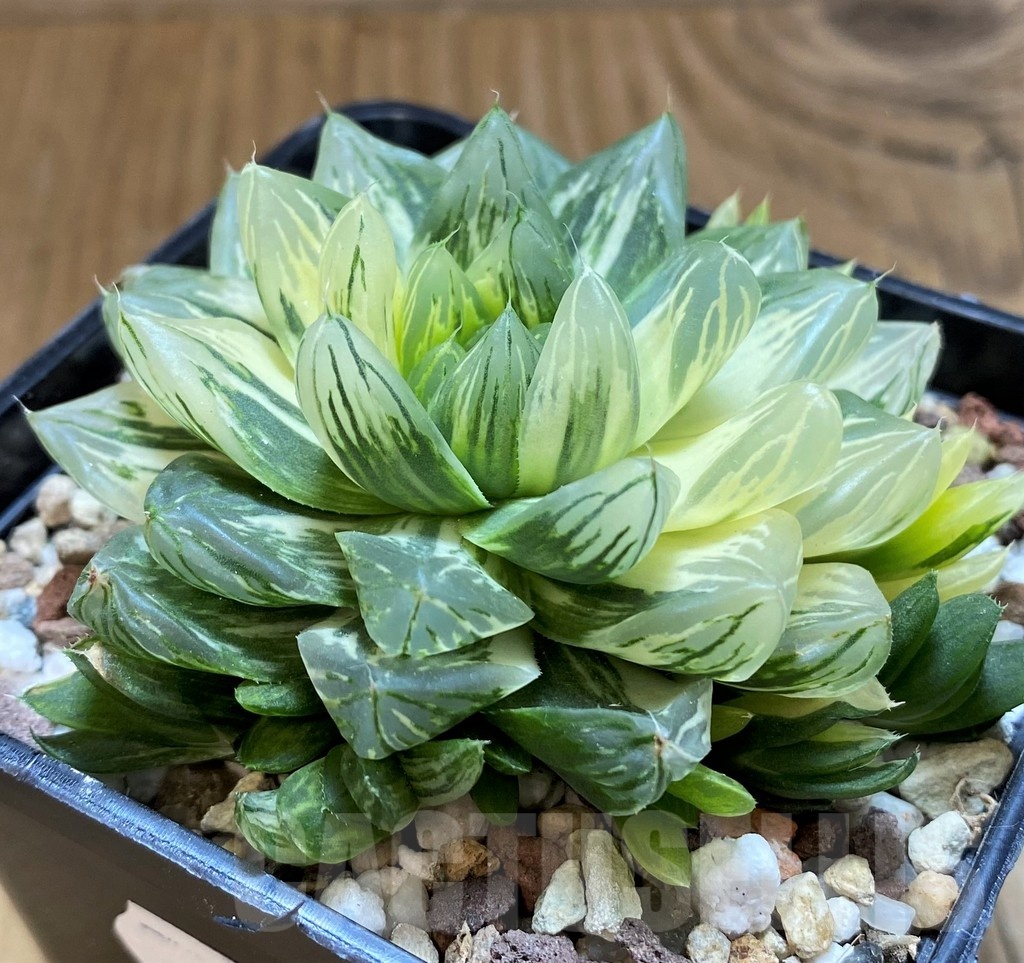 SH21235 Haworthia obtusa 'Hanabi' f. variegata - Obrázek 3