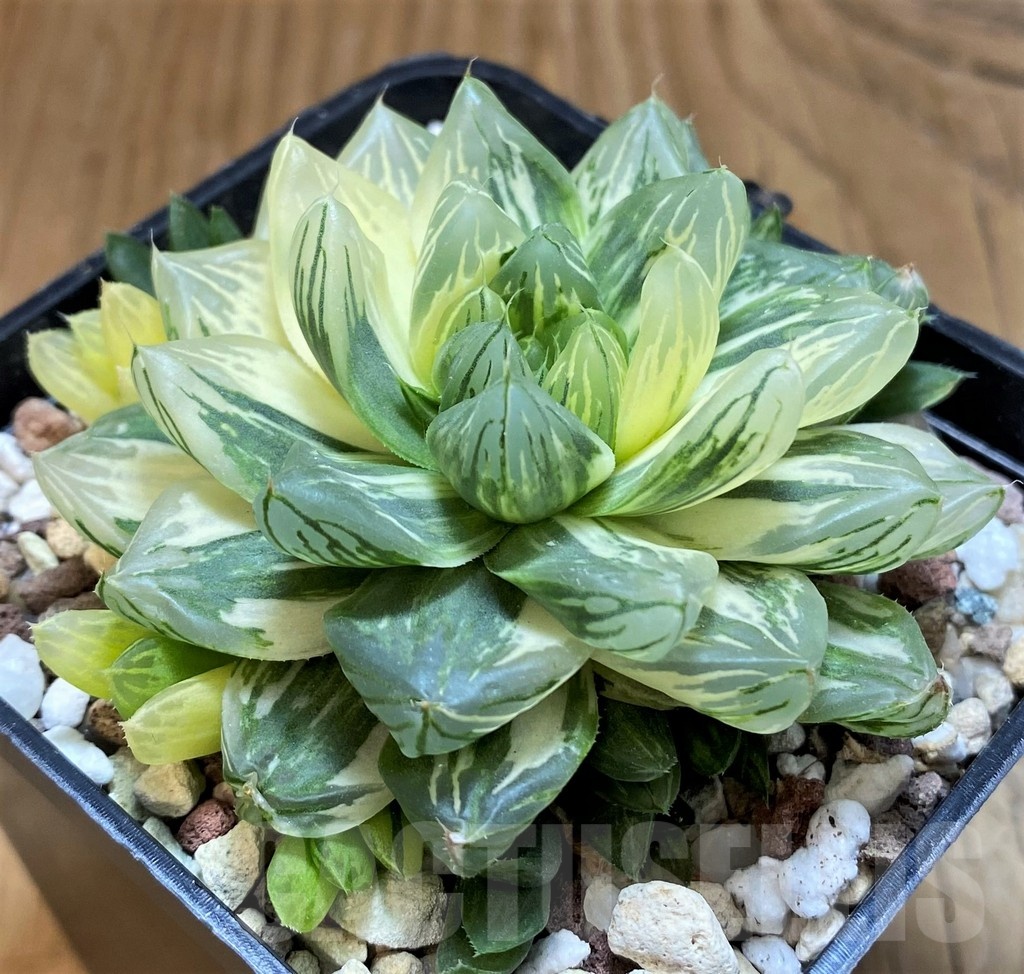 SH21235 Haworthia obtusa 'Hanabi' f. variegata