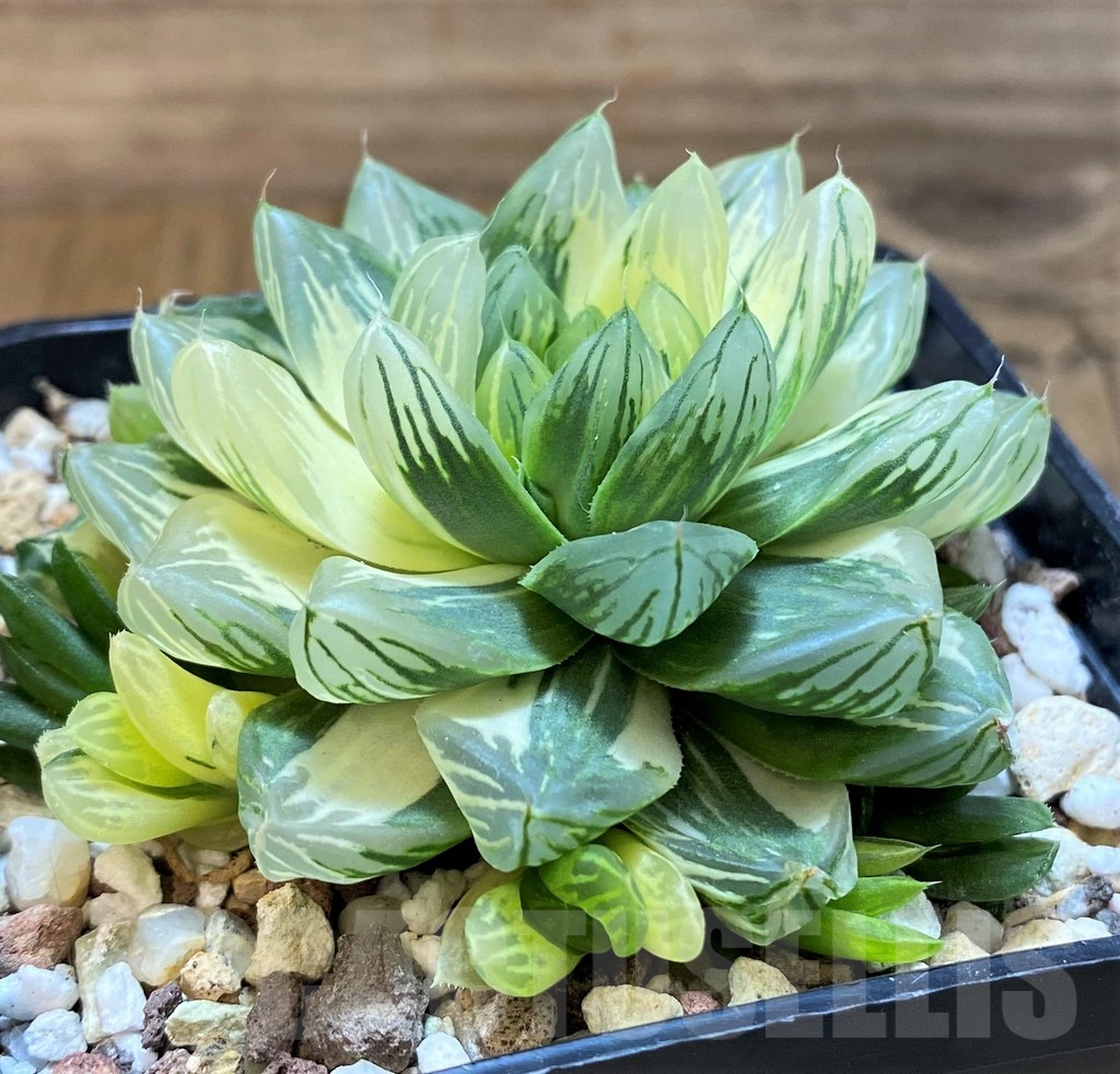 SH21235 Haworthia obtusa 'Hanabi' f. variegata - Obrázek 2
