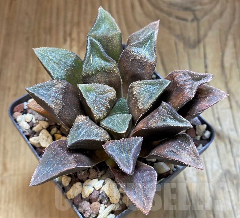 SH21236 Haworthia 'Shocora' HRX-6