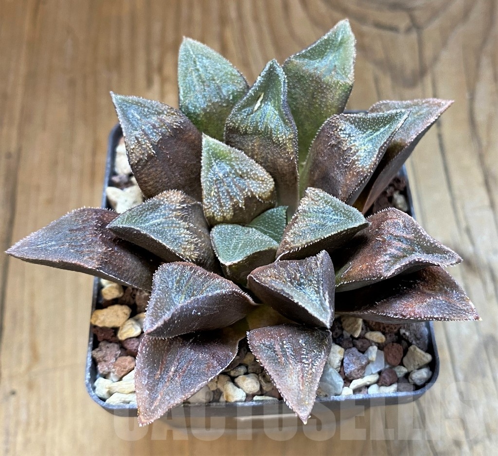 SH21236 Haworthia 'Shocora' HRX-6 - Image 2