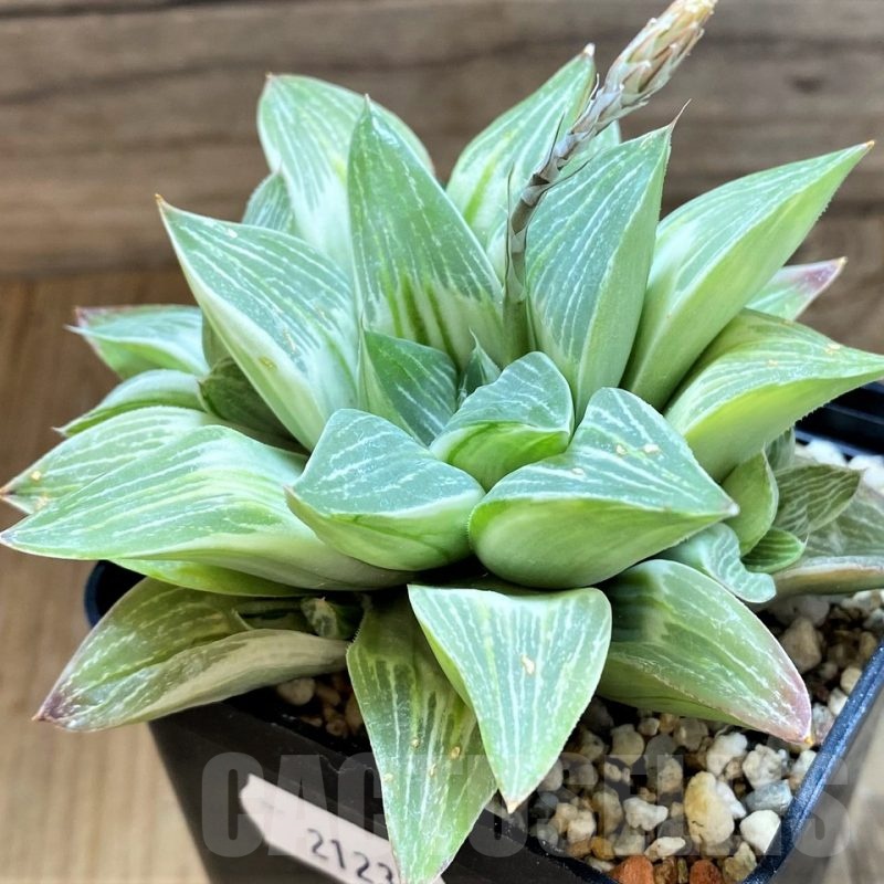 SH21237 Haworthia 'Milky way'