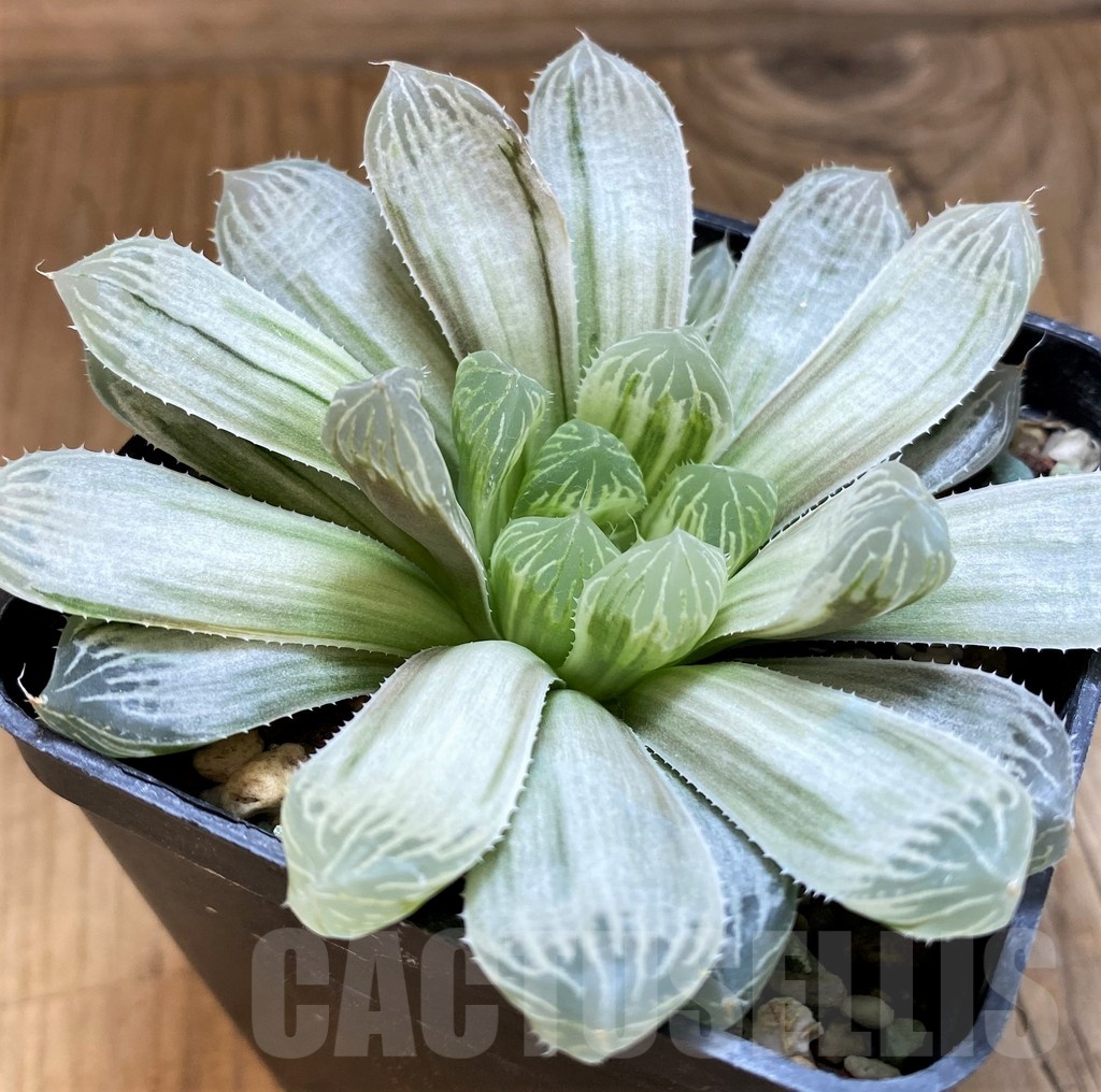 SH21238 Haworthia cooperi 'Silver Swirl'