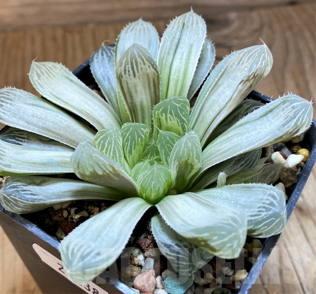 SH21238 Haworthia cooperi 'Silver Swirl' - Image 2
