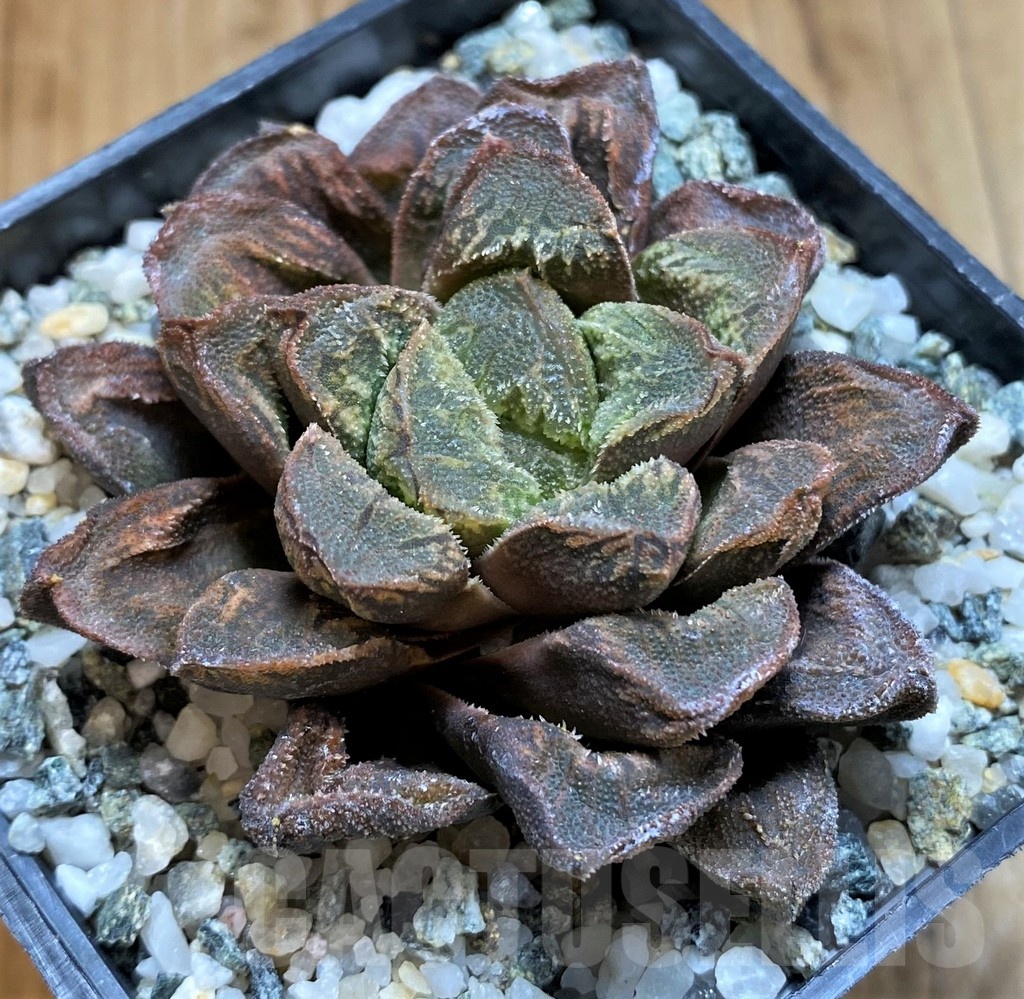 SH21239 Haworthia maughanii x splendens F2