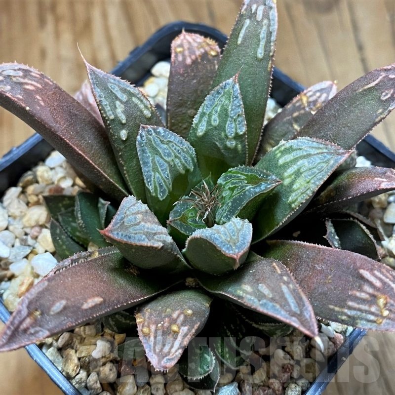 SH21240 Haworthia mutica hybrid