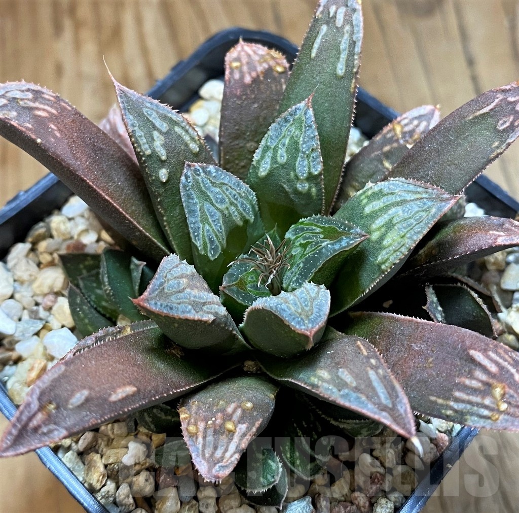 SH21240 Haworthia mutica hybrid